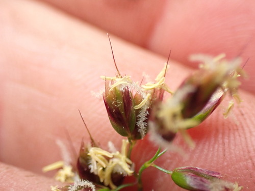 Image of Anthoxanthum monticola by (c) Matt Bowser, some rights reserved (CC BY)
