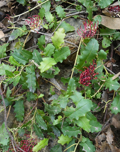 Grevillea repens, photograph 2