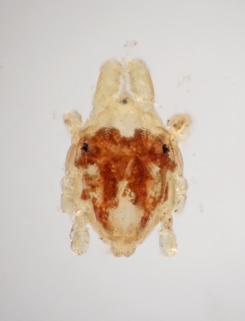 Halacaridae from Location: 32.814415, -117.274200 on December 1, 2023 ...