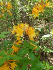 Rhododendron austrinum