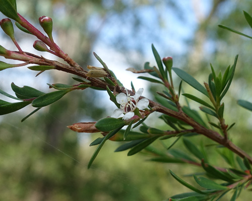 Image of Kunzea leptospermoides by (c) yatesy, some rights reserved (CC BY)