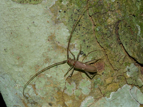 Pantomallus morosus