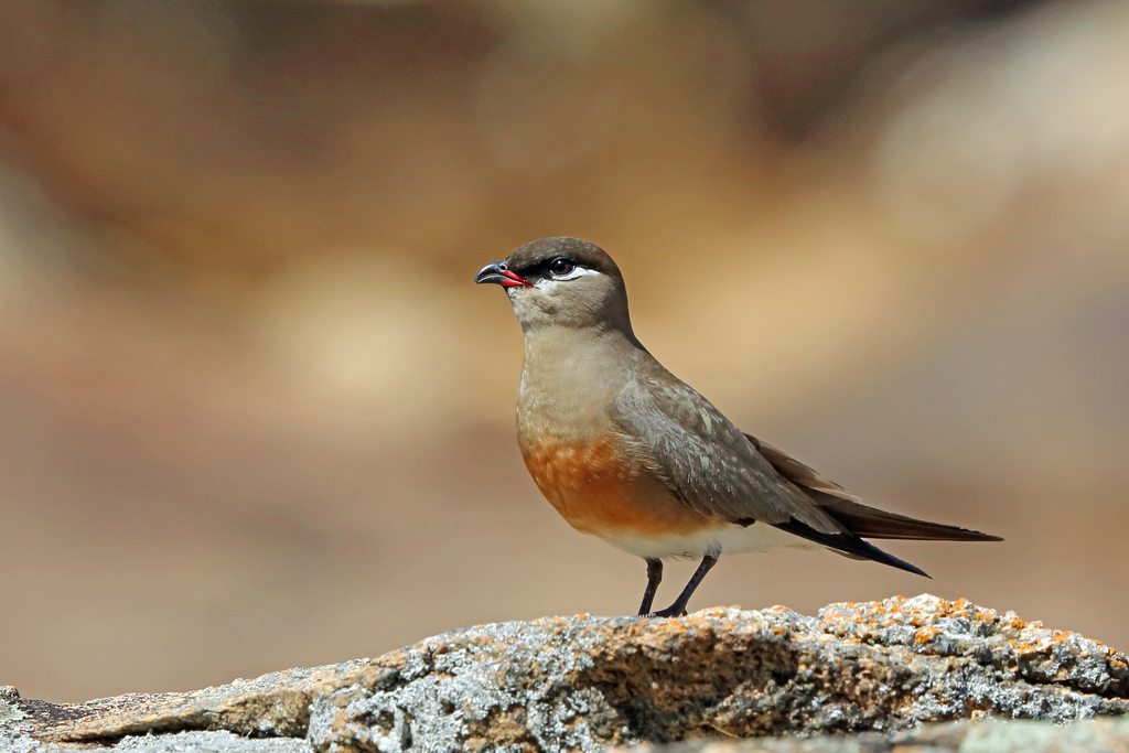 Madagascar Pratincole (Glareola ocularis) photo
