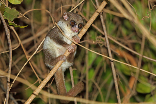 Cheirogaleus medius