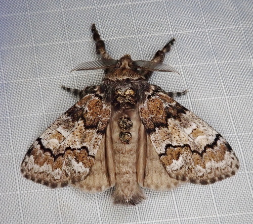Manto Tussock Moth photo 3
