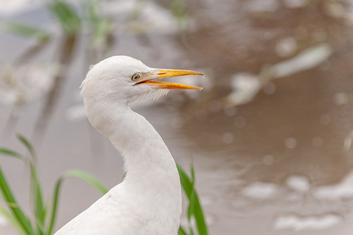 Western Cattle-Egret