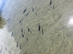 Herichthys minckleyi