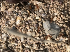 Forelius pruinosus
