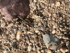 Forelius pruinosus