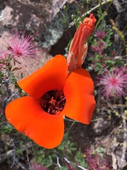 Calochortus kennedyi kennedyi