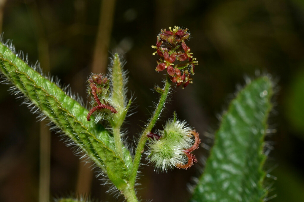 Tragia uberabana