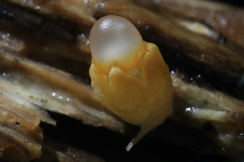 cannonball fungus