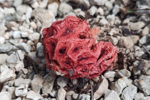 Hongo jaula roja