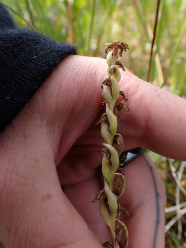 Hooded lady's tresses (Spiranthes romanzoffiana)