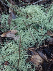 Usnea ceratina