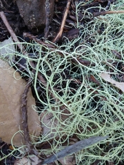 Usnea ceratina