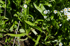 Plagiobothrys chorisianus chorisianus