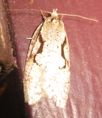 Semioscopis packardella