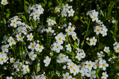 Plagiobothrys chorisianus chorisianus