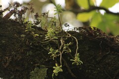 Sedum tortuosum, photograph (c) Ricardo Betancourt Sánchez, some rights reserved (CC BY)