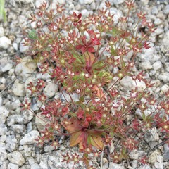 Androsace occidentalis