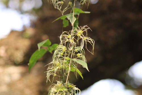 Image of Clematis dioica by (c) Ricardo Betancourt Sánchez, some rights reserved (CC BY)