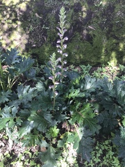 Acanthus