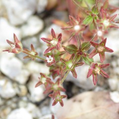 Androsace occidentalis