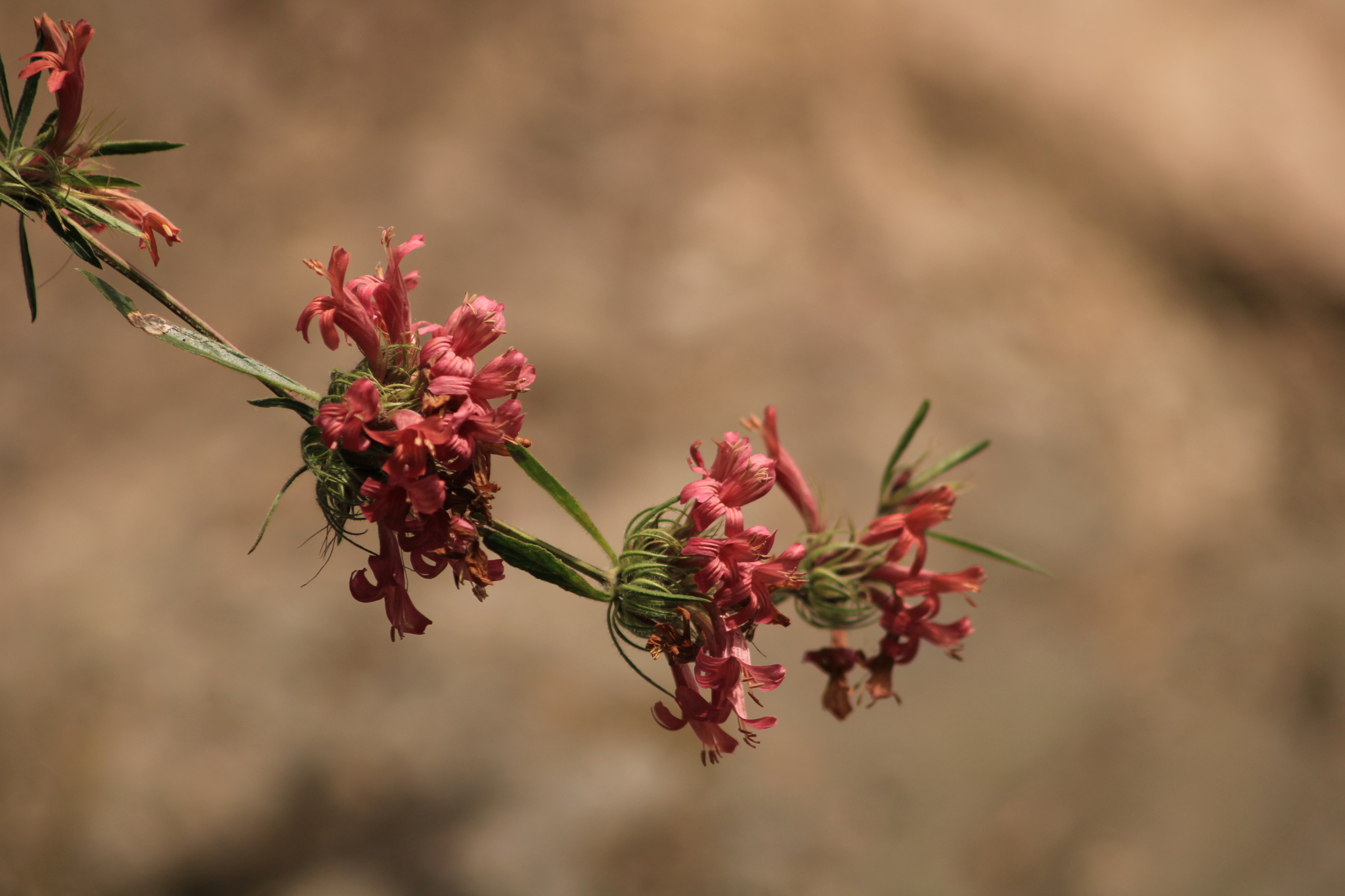Dyschoriste angustifolia