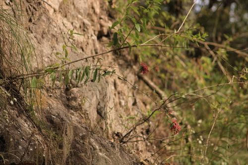 Image of Dyschoriste Angustifolia (Dyschoriste angustifolia) by (c) Ricardo Betancourt Sánchez, some rights reserved (CC BY)