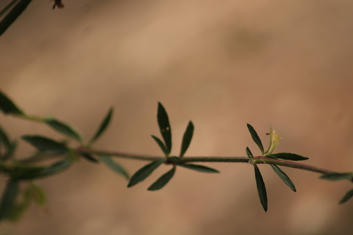 Image of Dyschoriste Angustifolia (Dyschoriste angustifolia) by (c) Ricardo Betancourt Sánchez, some rights reserved (CC BY)