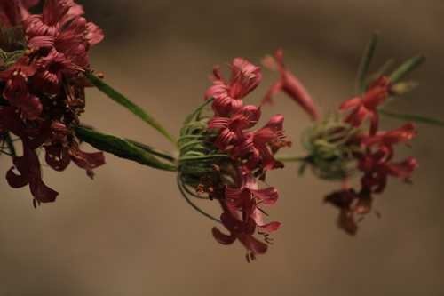 Image of Dyschoriste Angustifolia (Dyschoriste angustifolia) by (c) Ricardo Betancourt Sánchez, some rights reserved (CC BY)