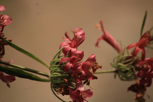 Image of Dyschoriste Angustifolia (Dyschoriste angustifolia) by (c) Ricardo Betancourt Sánchez, some rights reserved (CC BY)