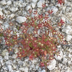 Androsace occidentalis