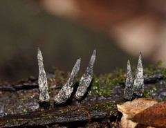 Xylaria castorea