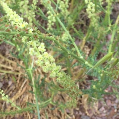 Reseda lutea