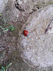 Coccinella septempunctata