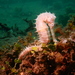 Spiny Seahorse - Photo (c) mwamlavya, some rights reserved (CC BY-NC), uploaded by mwamlavya