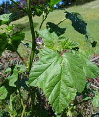 Malva nicaeensis
