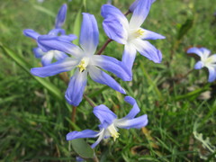 Scilla luciliae