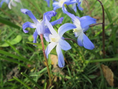 Scilla luciliae