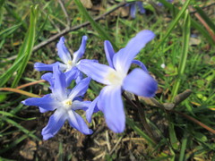 Scilla luciliae