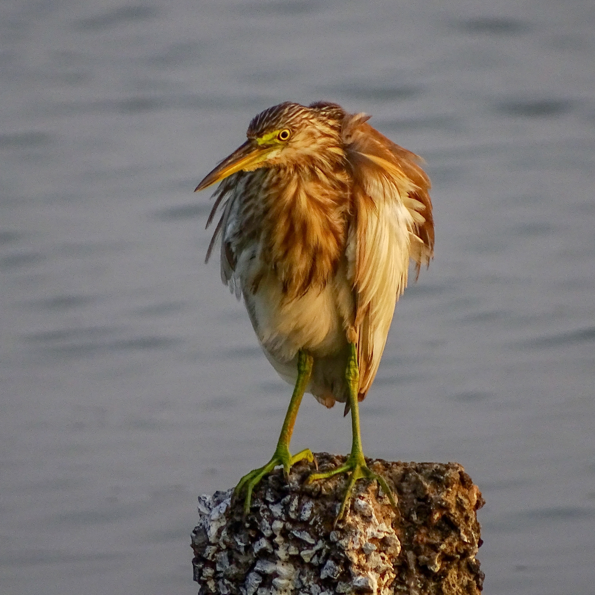 Indian Pond Heron