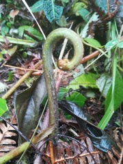 Hypolepis dicksonioides