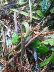 Hypolepis dicksonioides