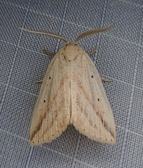 Amolita obliqua