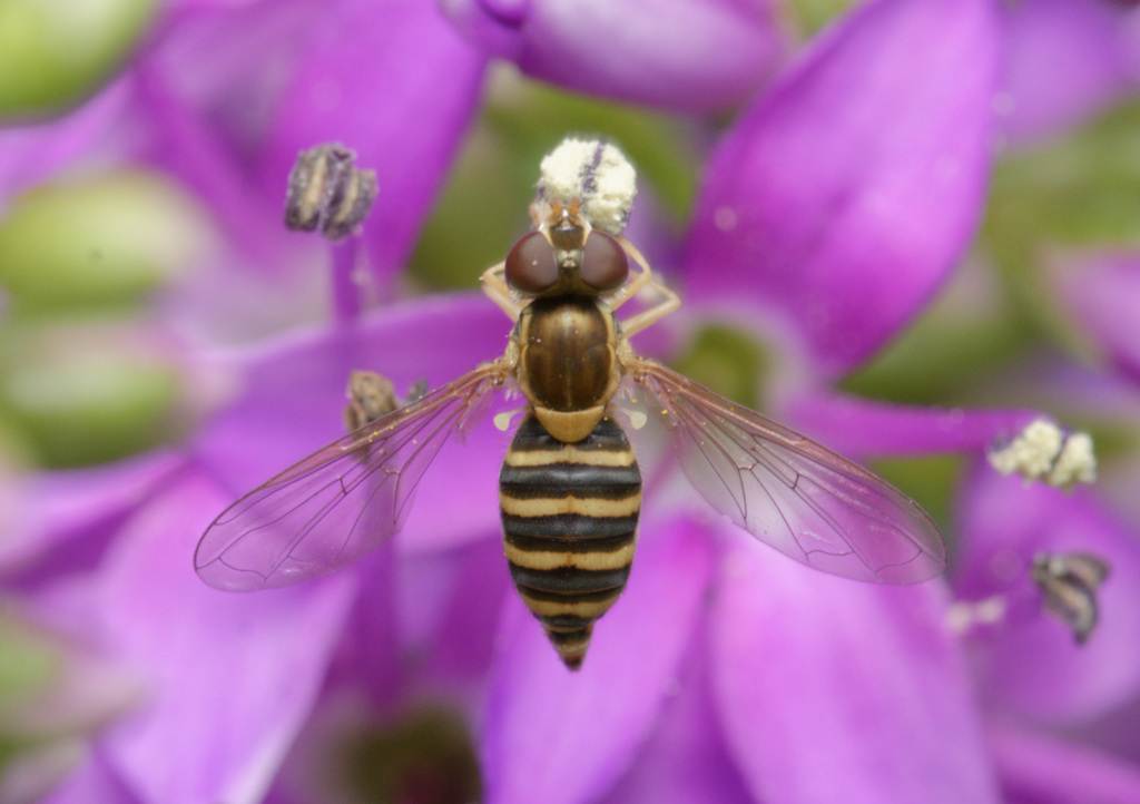 Toxomerus calceolatus