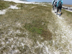 Oncosiphon sabulosus