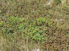 Oncosiphon sabulosus