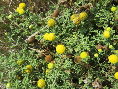 Oncosiphon sabulosus